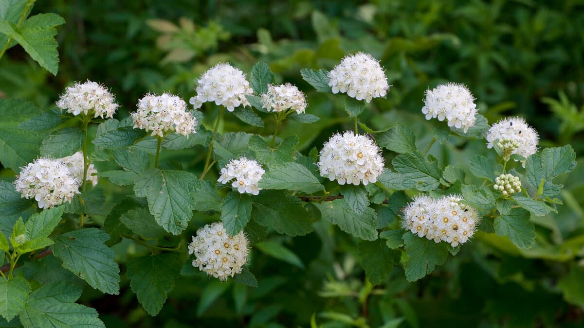 Пузыреплодник калинолистный Little Greeny